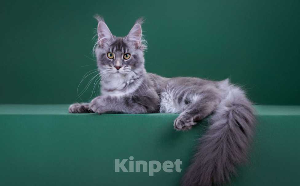 Кошки в Красногорске: Котенок девочка Девочка, Бесплатно - фото 5