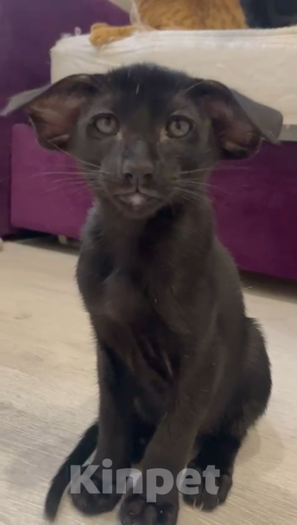 Кошки в Челябинске: Ориентальный мальчик  Мальчик, 190 000 руб. - фото 8