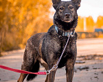 Собаки в Москве: Спокойный утончённый и тактичный Джай из приюта в добрые руки Мальчик, Бесплатно - фото 3