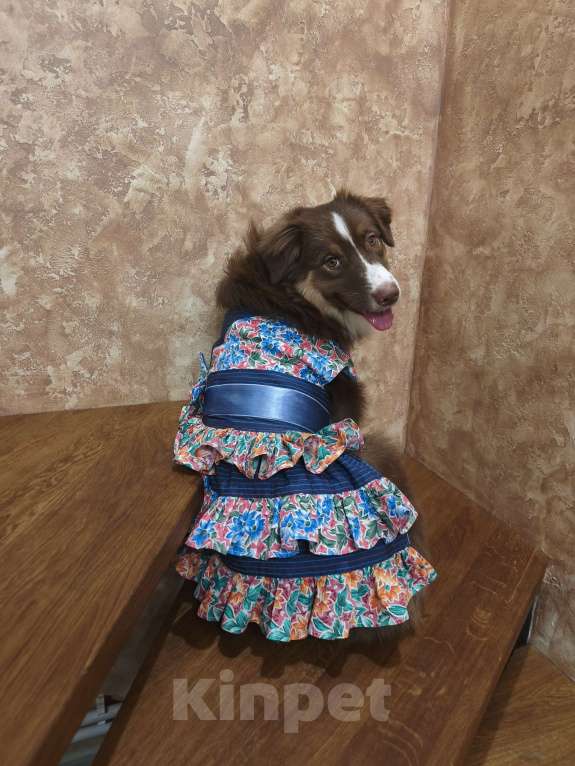 Собаки в Липецке: Австралийская овчарка Девочка, 40 000 руб. - фото 7