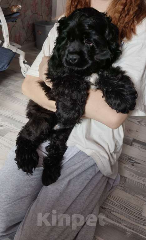 Собаки в других городах Ленинградской области: Американский кокер спаниель Мальчик, 20 000 руб. - фото 6