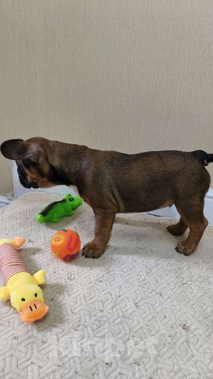 Собаки в Белореченске: Французский бульдог Мальчик, Бесплатно - фото 7