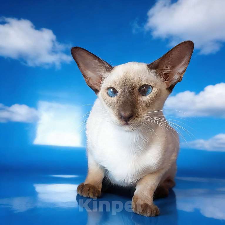 Кошки в Волгограде: Ориентальные котята Девочка, 50 000 руб. - фото 6