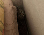 Кошки в Балашихе: Очаровательный котик ищет свою семью Мальчик, 1 руб. - фото 1