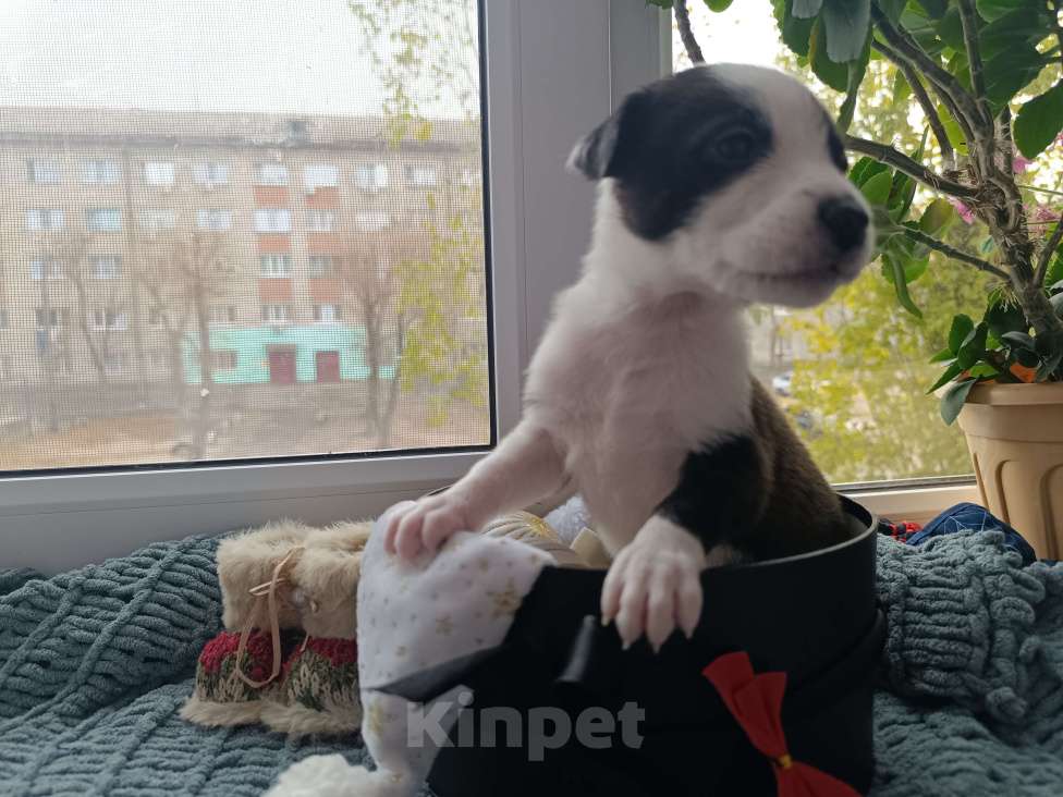 Собаки в Воронеже: Девочка питбуль  Девочка, 10 000 руб. - фото 2