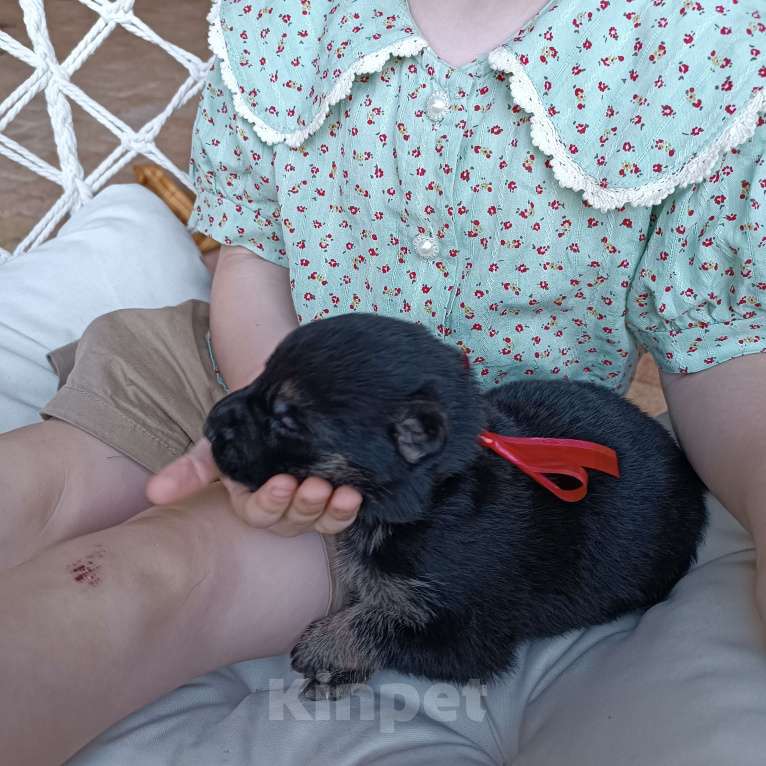 Собаки в Славянске-На-Кубани: Щенок Восточно-Европейской овчарки (девочка)  Девочка, 15 000 руб. - фото 2