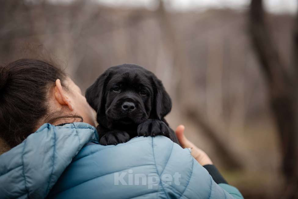 Собаки в Новороссийске: черный лабрадор Мальчик, Бесплатно - фото 6
