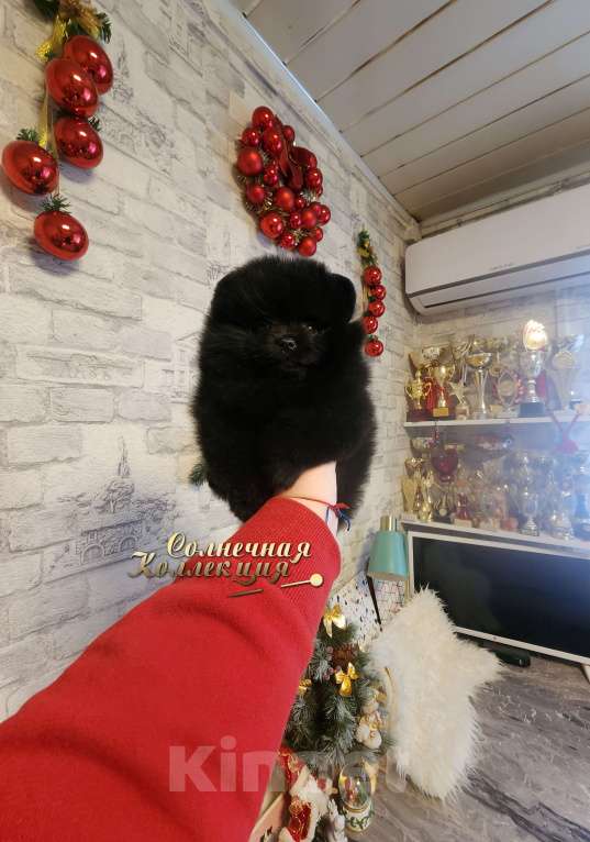 Собаки в Москве: Шпиц померанский редкого черного окраса девочка Девочка, Бесплатно - фото 3