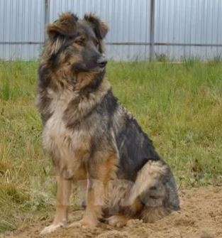 Собаки в Москве: Дюна Девочка, Бесплатно - фото 4