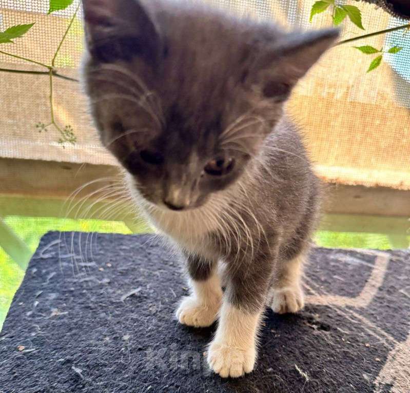 Кошки в Москве: Милые котята Девочка, Бесплатно - фото 8