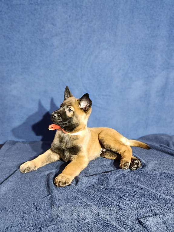 Собаки в Дедовске: Готовы к резерву щенки малинуа!!! Мальчик, 70 000 руб. - фото 2