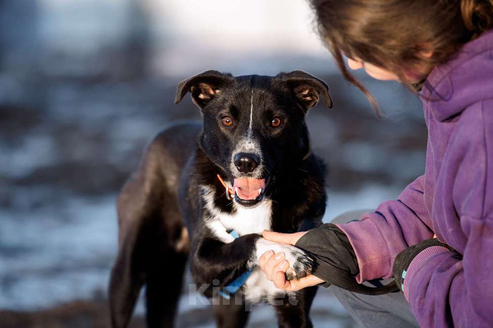 Собаки в Москве: Дизель Мальчик, Бесплатно - фото 4
