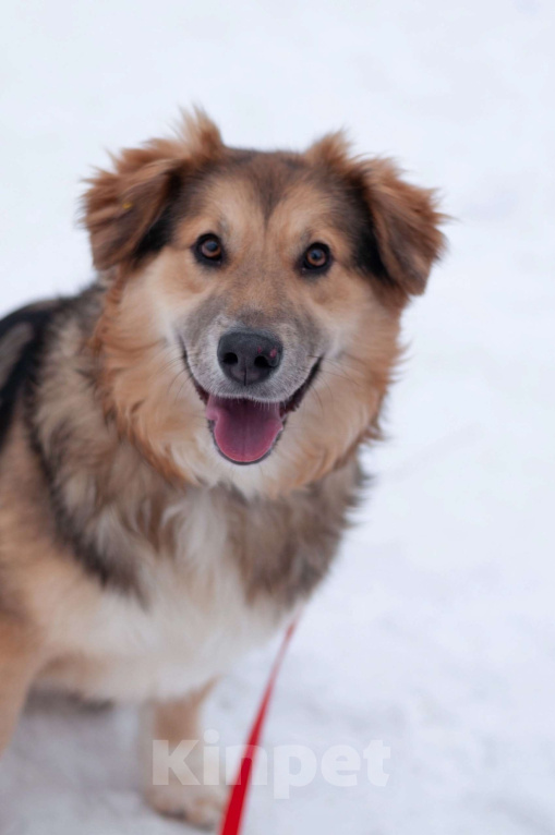 Собаки в Балашихе: Пушистая красотка Паппи в поиске дома Девочка, Бесплатно - фото 1