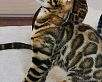 Кошки в Брянске: Красавец в любимцы Мальчик, 25 000 руб. - фото 2