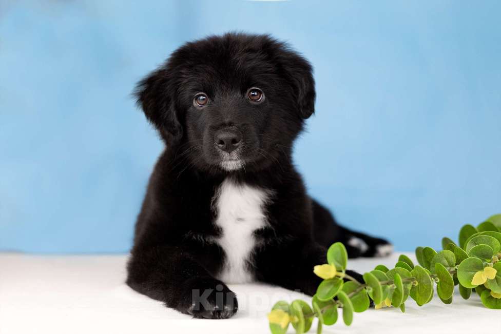 Собаки в Москве: Питомник предлагает щенков Миниатюрной Американской овчарки Разнополые, Бесплатно - фото 4