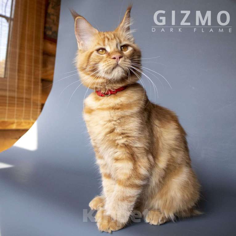 Кошки в других городах Воронежской области: Gizmo Dark Flame Девочка, 50 000 руб. - фото 3