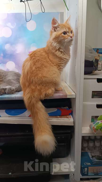 Кошки в Мурином: Отдаю в добрые руки Мальчик, Бесплатно - фото 4