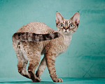 Кошки в Химках: кошечка породы Девон-рекс Девочка, 100 000 руб. - фото 1