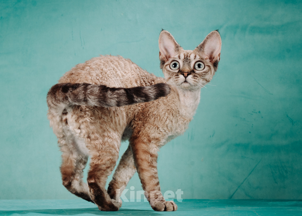 Кошки в Химках: кошечка породы Девон-рекс Девочка, 100 000 руб. - фото 1
