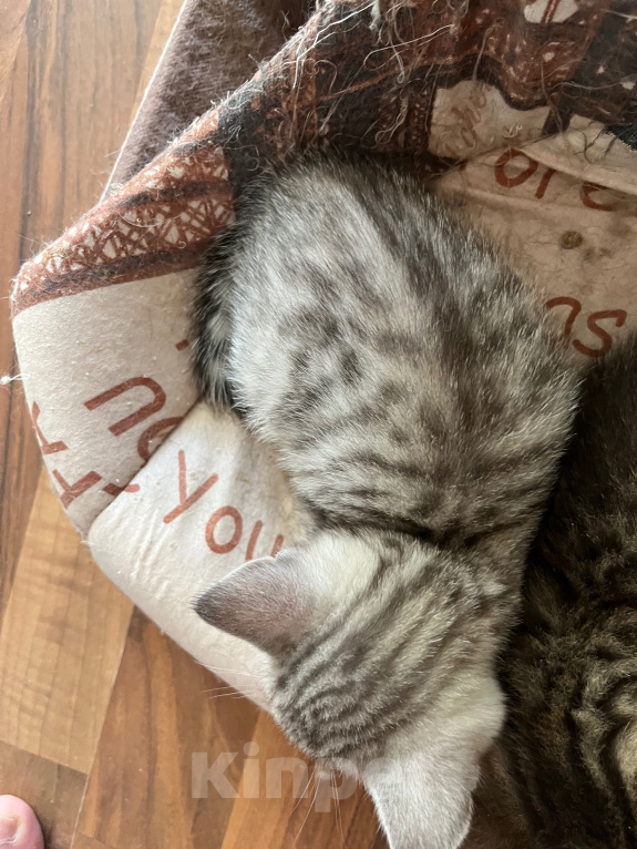 Кошки в Екатеринбурге: Кошечка шотландская Девочка, 1 500 руб. - фото 2