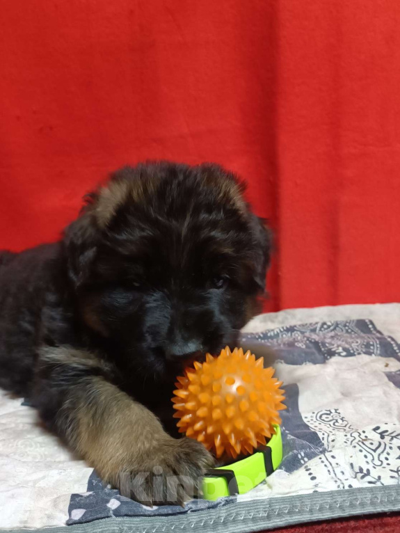 Собаки в Ангарске: Щенки длинношёрстной немецкой овчарки  Мальчик, 50 000 руб. - фото 5