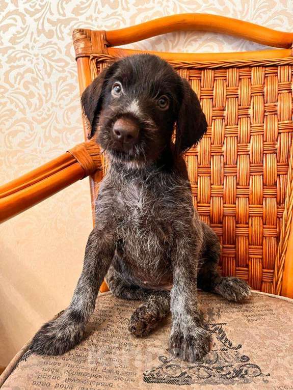 Собаки в Владивостоке: Продаются щенки немецкой жёстко-шёрстной континентальной легавой породы дратхаар Девочка, 35 000 руб. - фото 2