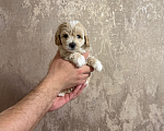 Собаки в Москве: Малыш Мальчик, 45 000 руб. - фото 1