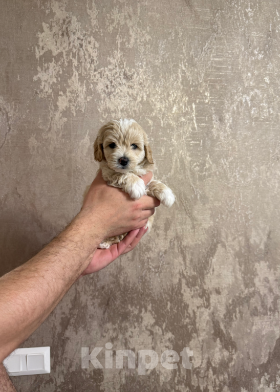 Собаки в Москве: Малыш Мальчик, 45 000 руб. - фото 1