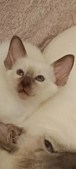 Ориентальные котята