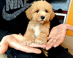 Собаки в Москве: Мальтипу Тедди мальчик Мальчик, 95 000 руб. - фото 4