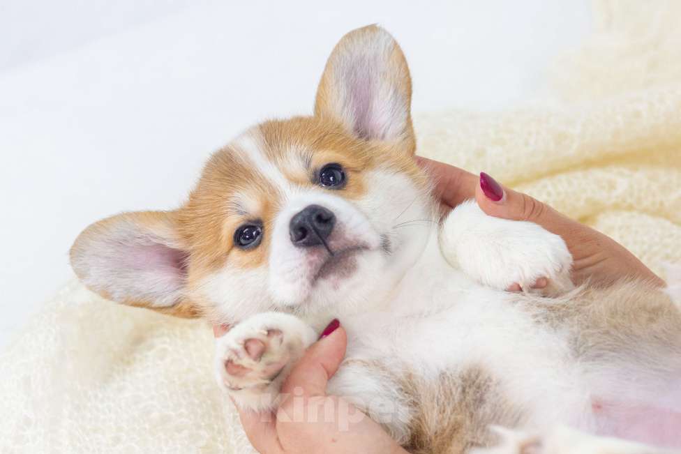 Собаки в Москве: Очаровательные щенки Вельш Корги Пемброк Девочка, 75 000 руб. - фото 3