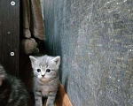 Кошки в Ижевске: Котят шотландской, Бесплатно - фото 3