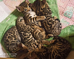 Кошки в Снежногорске: Бенгальские котята, 8 000 руб. - фото 2