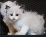 Кошки в Санкт-Петербурге: рэгдолл Мальчик, 65 000 руб. - фото 2