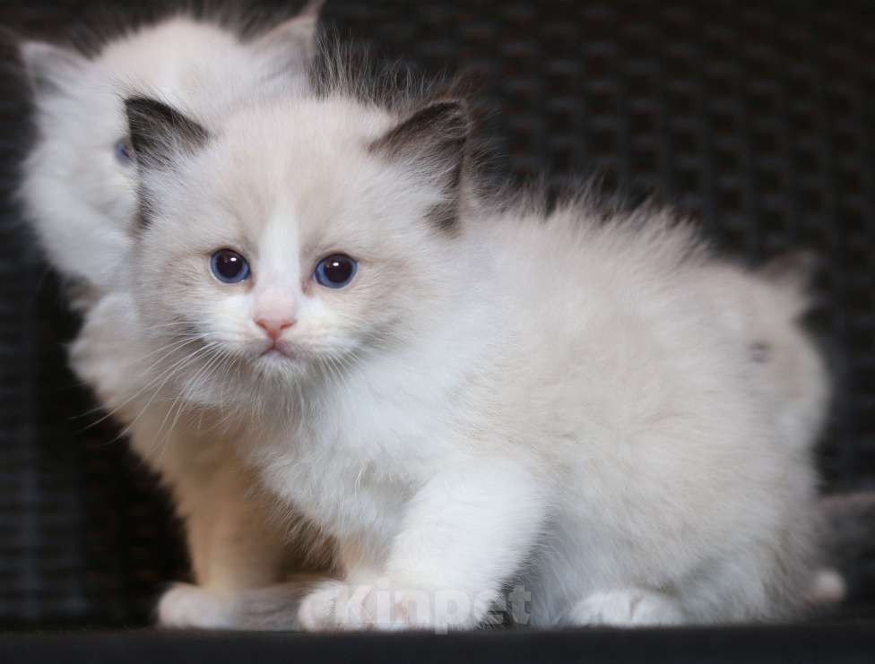 Кошки в Санкт-Петербурге: рэгдолл Мальчик, 65 000 руб. - фото 2