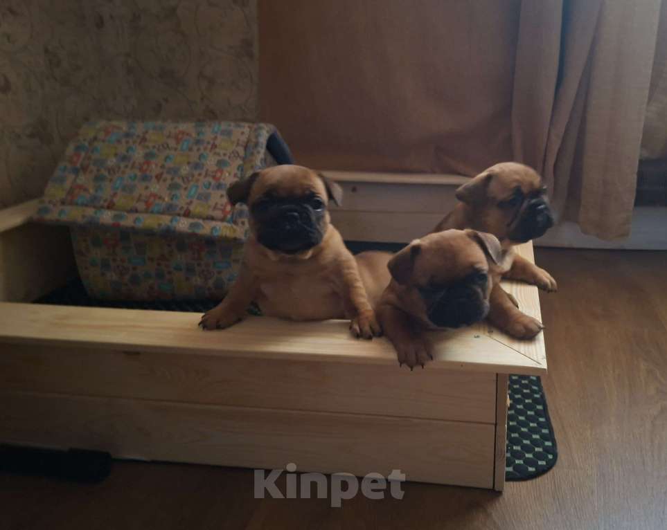 Собаки в Москве: Щенки французского бульдога Мальчик, 60 000 руб. - фото 5