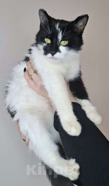 Кошки в Москве: Кошка с необычными ушками в добрые руки Девочка, Бесплатно - фото 8