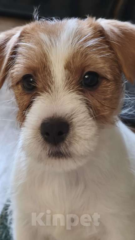 Собаки в Москве: Девушка Девочка, 40 000 руб. - фото 1