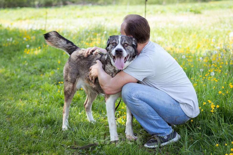 Собаки в Москве: Собака прошедшая СВО и избежавшая усыпления в поисках самого лучшего дома! Девочка, Бесплатно - фото 8