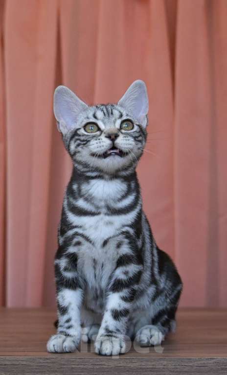 Кошки в Москве: Котята Американской короткошерстной породы Девочка, 70 000 руб. - фото 4