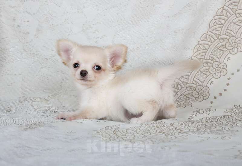 Собаки в Люберцах: Чихуахуа  Мальчик, 37 000 руб. - фото 7