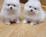Собаки в Москве: Белоснежные померанский шпиц мишки с документами Мальчик, 60 000 руб. - фото 1