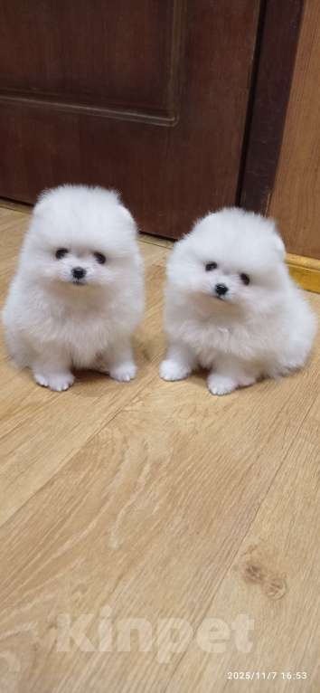 Собаки в Москве: Белоснежные померанский шпиц мишки с документами Мальчик, 60 000 руб. - фото 1