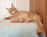 Кошки в Владимире: Кот , мейн-кун , красный тигр Мальчик, 45 000 руб. - фото 6