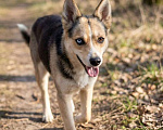Собаки в Москве: Сия - миниатюрная девочка с глазами из разных миров Девочка, Бесплатно - фото 4