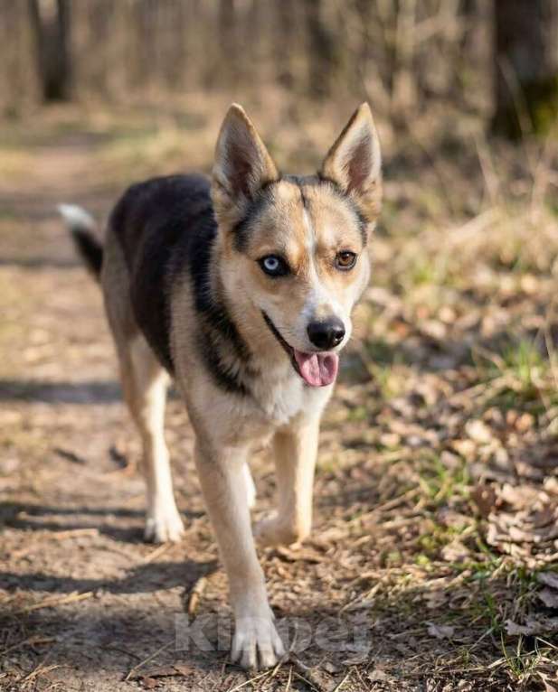 Собаки в Москве: Сия - миниатюрная девочка с глазами из разных миров Девочка, Бесплатно - фото 4