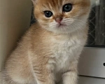 Кошки в Воронеже: Котенок британский короткошерстный Мальчик, 23 000 руб. - фото 3