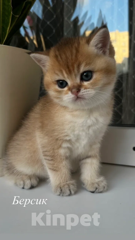Кошки в Воронеже: Котенок британский короткошерстный Мальчик, 23 000 руб. - фото 3