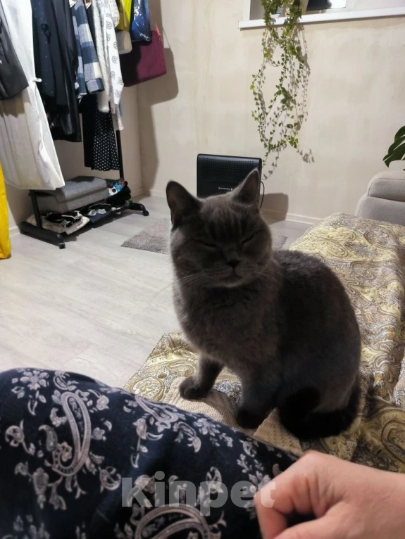 Кошки в Екатеринбурге: Отдам в добрые руки единственным питомцем в семье Девочка, Бесплатно - фото 1