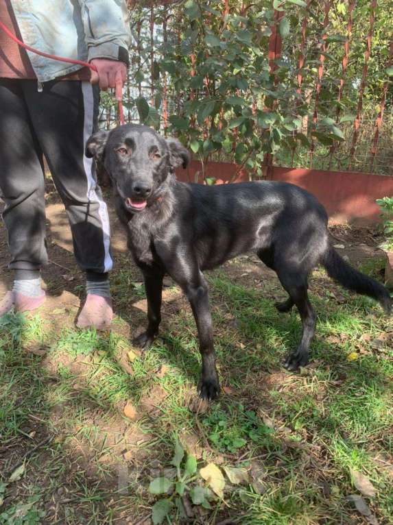 Собаки в Москве: Обворожительная МАРТА Девочка, Бесплатно - фото 10